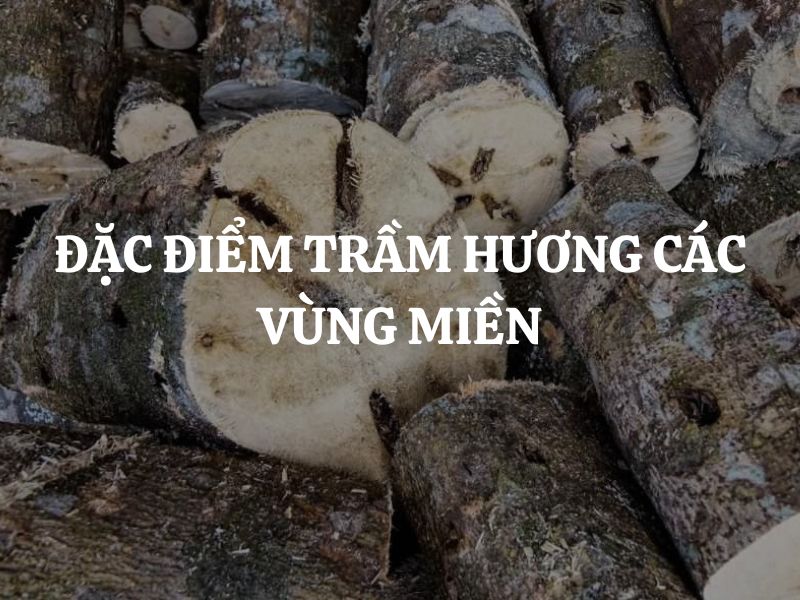 Đặc điểm trầm hương các vùng miền: Khám phá hương trầm thiên nhiên khắp thế giới